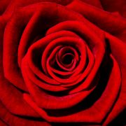 رز قرمز - گل شقایق