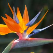 گل bird-of-paradise